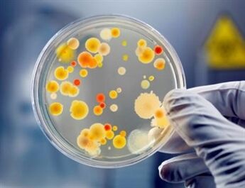 Bakterie mogą powodować przewlekłe zapalenie gruczołu krokowego