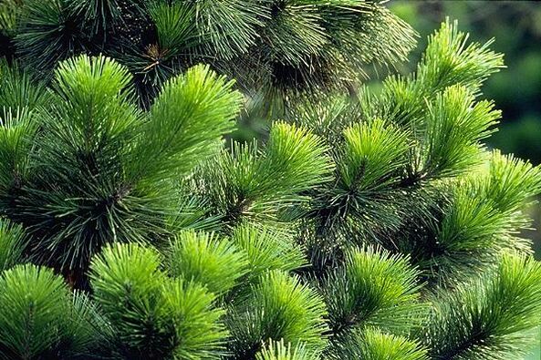 igły do ​​leczenia zapalenia gruczołu krokowego